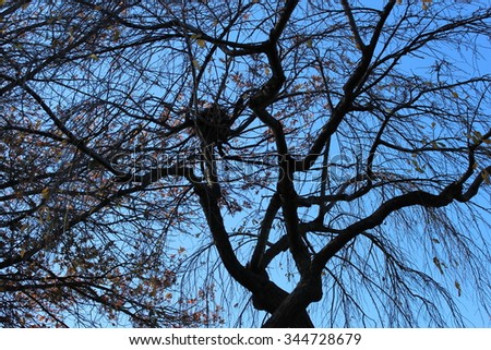 Similar – Image, Stock Photo Tree crown with ivy