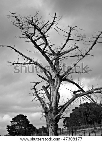 Bare Tree Black White Stock Photo (Edit Now) 47308177 - Shutterstock