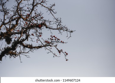 Bare tree with blooming flowers