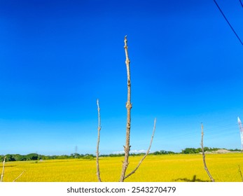 Bare Tree Branches Against a Bright Blue Sky. Bare tree branches stretch toward a vibrant blue sky over a golden-yellow field, creating a striking contrast between nature’s colors  - Powered by Shutterstock