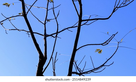 bare tree branches against a clear blue sky, with a few yellow leaves remaining. - Powered by Shutterstock