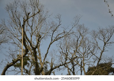 Bare tree branches against a clear blue sky, showcasing the beauty of nature's minimalism. Perfect for concepts like seasons, nature, and environment. - Powered by Shutterstock