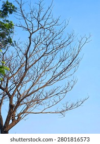 Bare Tree Branches Against Clear Blue Sky
