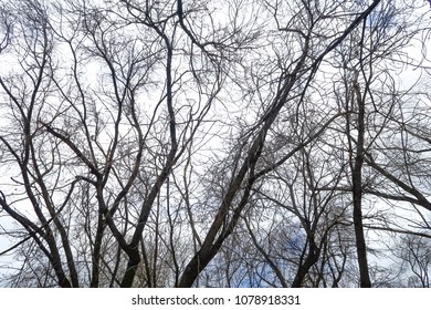 bare tree branches against a cloudy sky background