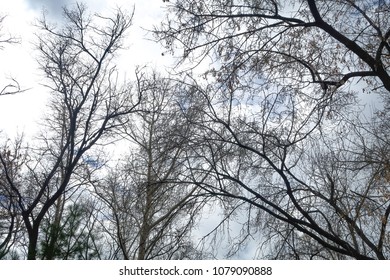 bare tree branches against a cloudy sky background
