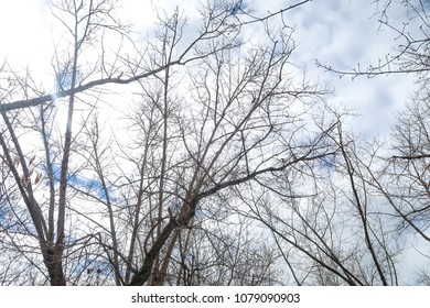 bare tree branches against a cloudy sky background