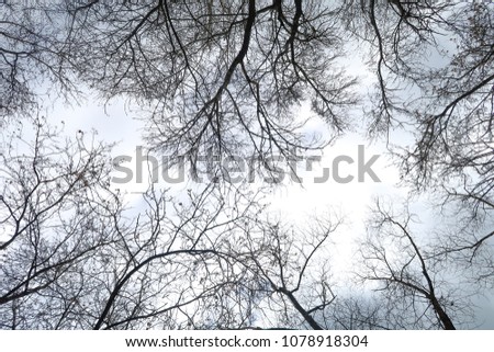 bare tree branches against a cloudy sky background