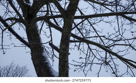 Bare tree branches against a winter sky.