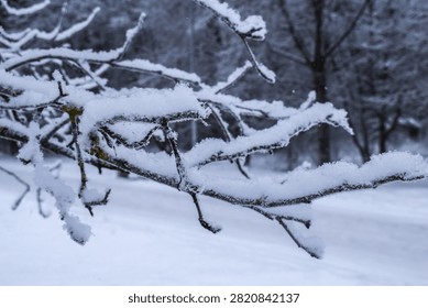 Bare tree branches covered in thick fresh snow against cold gray sky