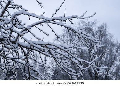 Bare tree branches covered in thick fresh snow against cold gray sky