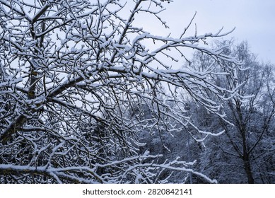 Bare tree branches covered in thick fresh snow against cold gray sky