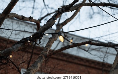 Bare tree branches decorated with warm LED string lights illuminating an outdoor setting during the evening, creating a festive and cozy ambiance.