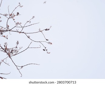 Bare tree branches with dried brown leaves against a pale sky. An intricate network of twigs and seed pods creates a natural texture, perfect for autumn or winter nature backgrounds