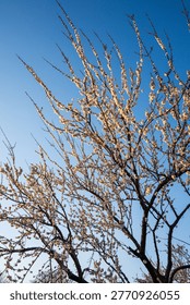 Bare tree branches with early spring blossoms against clear blue sky