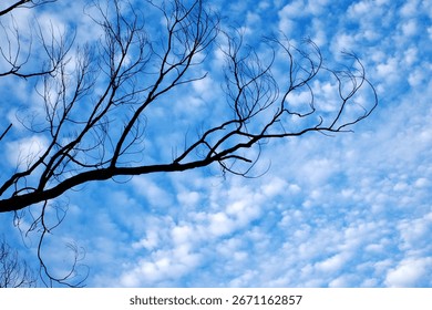 Bare tree branches extending gracefully against a bright blue sky with scattered white clouds, minimalist natural background