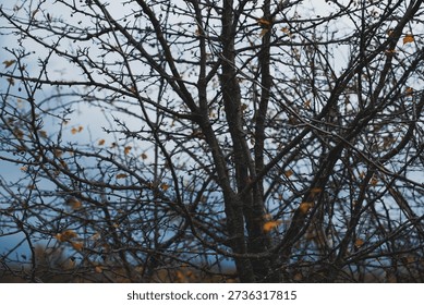 Bare tree branches with a few remaining autumn leaves against a pale, overcast sky. A calm late-fall scene highlighting natural textures, seasonal transition, and a quiet, moody atmosphere.