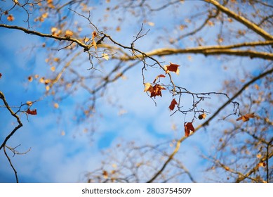 Bare tree branches with a few remaining brown autumn leaves against a blue sky, creating a peaceful seasonal nature background
