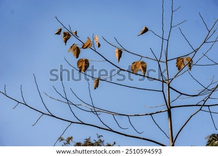 Bare tree branches with a few remaining brown leaves in autumn