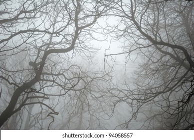 Bare Tree Branches In The Fog