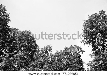 Similar – Image, Stock Photo timber line Nature Plant