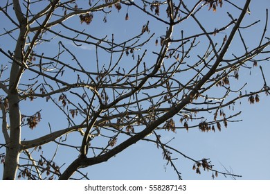 Bare Tree branches in front of blue sky - Shutterstock ID 558287143