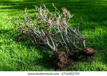 Bare tree branches lay on green grass after being uprooted from the ground in sunny weather during the day