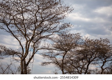 Bare tree branches on cloudy sky background, deciduous plants in African savannah - Powered by Shutterstock