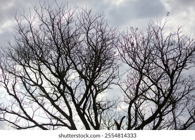 Bare tree branches on cloudy sky background, deciduous plants in African savannah - Powered by Shutterstock