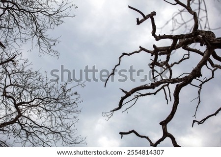 Bare tree branches on cloudy sky background, deciduous plants in Africa savannah