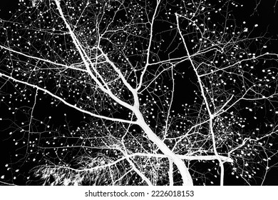 Bare tree branches on a pale white background. High quality photo