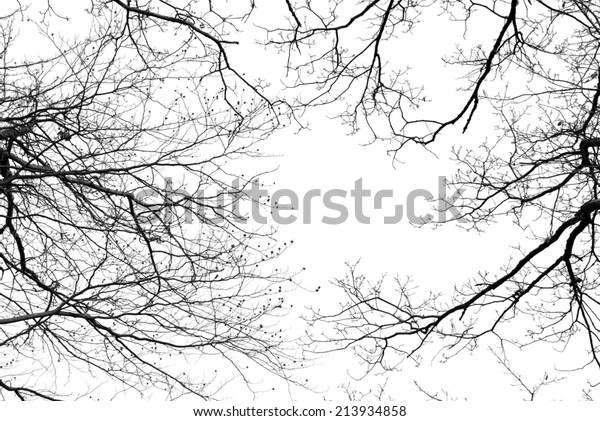 Bare Tree Branches On Pale White Stock Photo 213934858 | Shutterstock