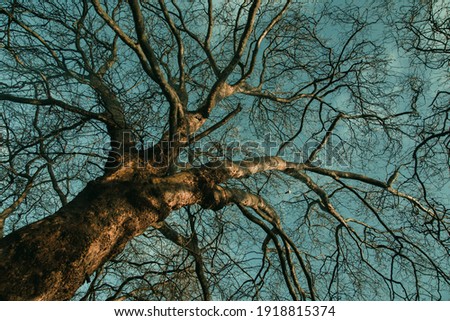 Bare tree branches on a teal blue sky background