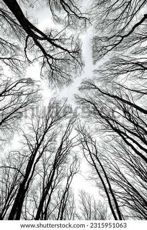 bare tree branches pattern on white sky background