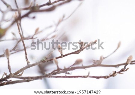 Bare tree branches with pussywillows in the spring