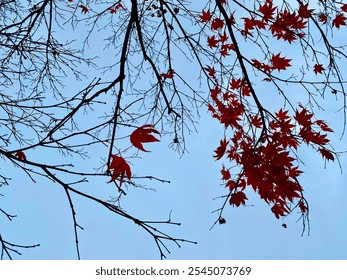 Bare tree branches reach into a pale sky, dotted with vibrant red leaves clinging to thin twigs, creating a striking contrast between the stark black branches and the vivid autumn foliage. - Powered by Shutterstock