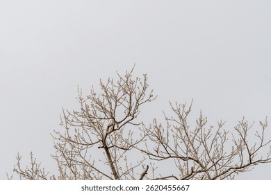 Bare Tree Branches Reaching into Overcast Sky