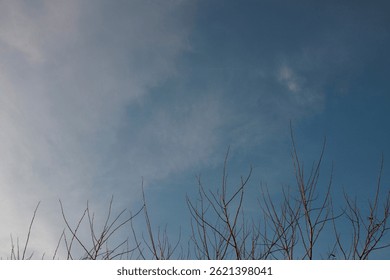 Bare Tree Branches Reaching into a Clear Blue Sky
