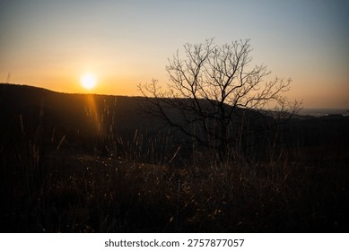 Bare tree branches reaching into the sky, silhouetted against a vibrant sunset over rolling hills and dry grass