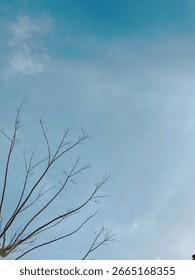 Bare tree branches reaching towards a bright blue sky.