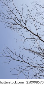 Bare tree branches reaching upward against a bright blue sky. #Branches #Nature #BareTree #Minimalist #Outdoors #Sky #Photography #Calm #Botany #Serenity