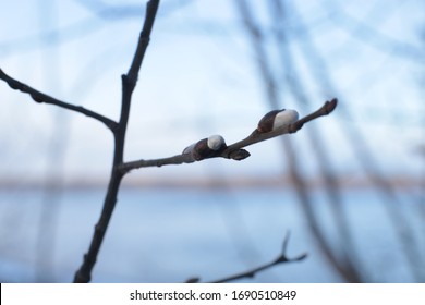 bare tree branches with small buds blue sky natural spring background
