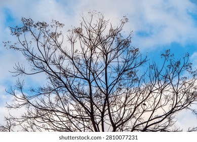Bare tree branches with sparse leaves silhouetted against a cloudy blue sky. A single small bird rests on a branch, symbolizing nature, stillness, and tranquility.