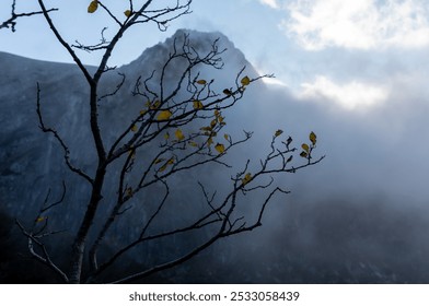 Bare tree branches with sparse yellow leaves silhouetted against misty mountain backdrop on foggy morning. Concept of nature's transition, solitude, and peaceful beauty of autumn in the wilderness. - Powered by Shutterstock