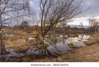 Bare tree branches stand in shallow, reflective water. Dried grasses surround the pond under cloudy sky