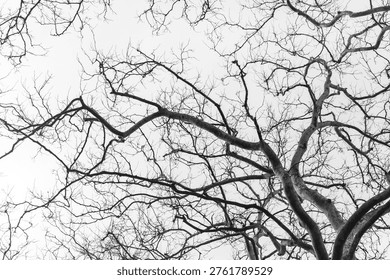Bare tree branches stretch against a stark, pale sky. Twisting limbs form intricate, skeletal patterns. No leaves remain on the gnarled branches. Winter's quiet presence dominates the scene