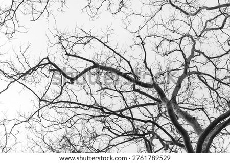 Bare tree branches stretch against a stark, pale sky. Twisting limbs form intricate, skeletal patterns. No leaves remain on the gnarled branches. Winter's quiet presence dominates the scene