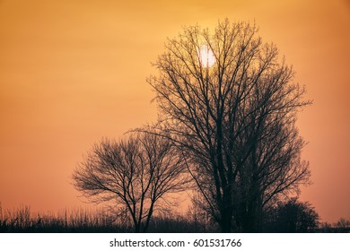 bare tree branches and sunset
