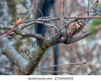 Bare tree branches in the winter                               