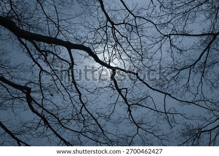 Bare tree branches in winter and sunlight with grey clouds. Depressive mood