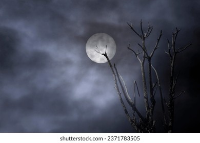 Bare tree in a cloudy full moon night